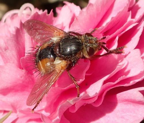 Tachina fera